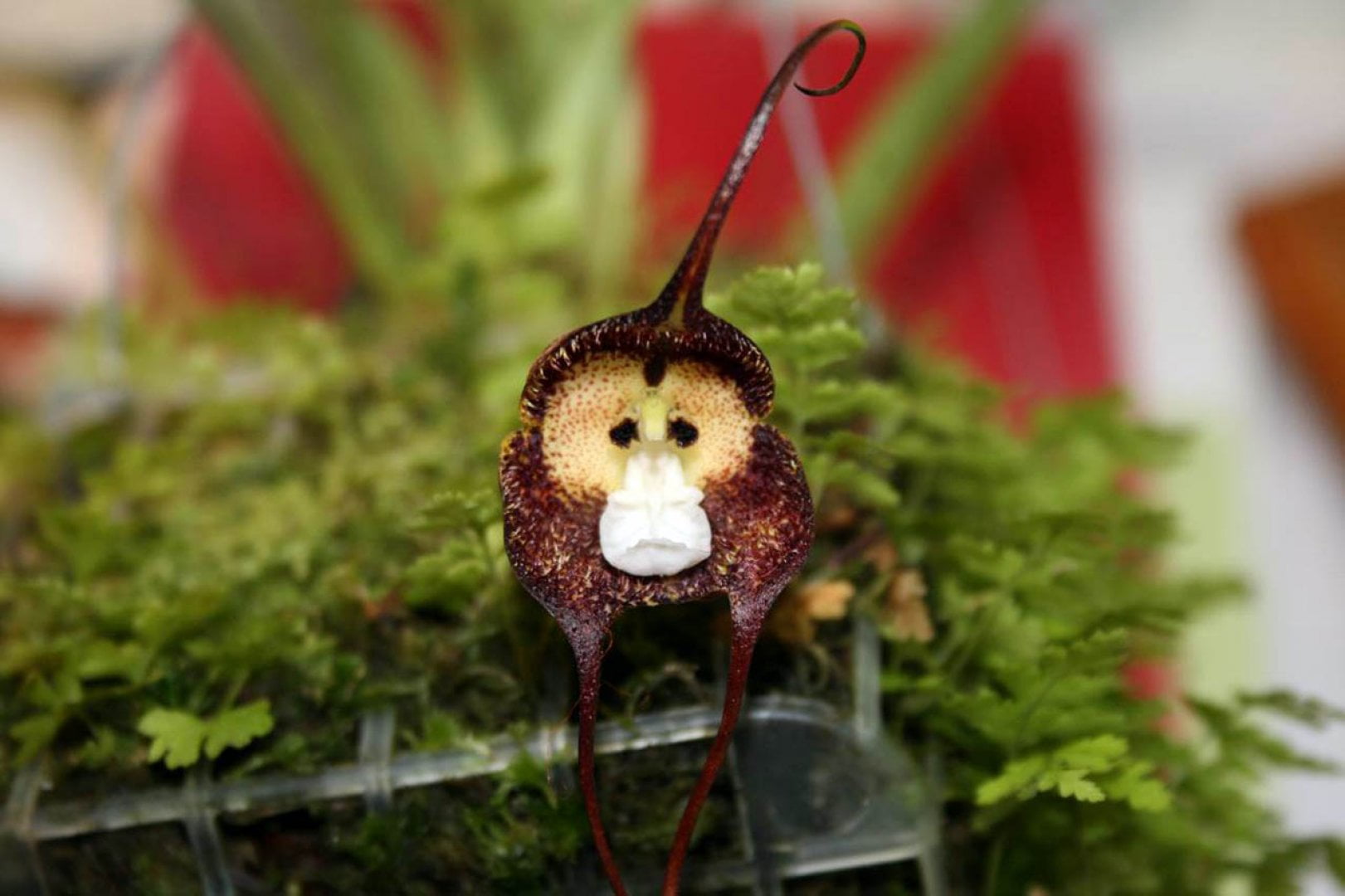 These Rare Orchids Look Like Monkey Faces When They Bloom Hasan Jasim