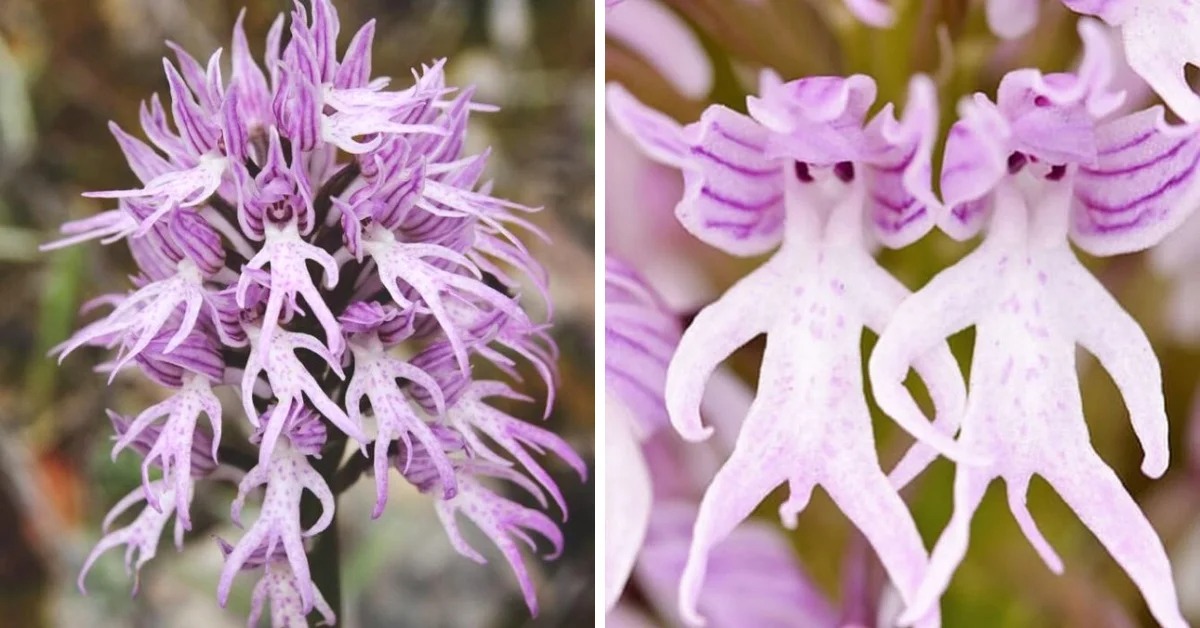 The Hanging Naked Men Orchid A Fascinating Flower Of The Mediterranean