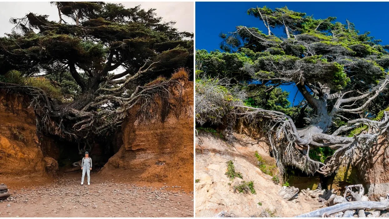 The Mysterious And Magical Tree Of Life A Wonder Of Nature At Kalaloch