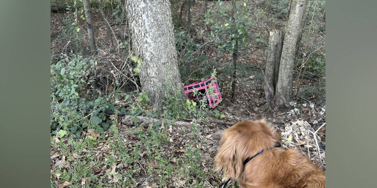 Dog Leads His Mom To A Crate In The Woods — And Saves Four Lives ...