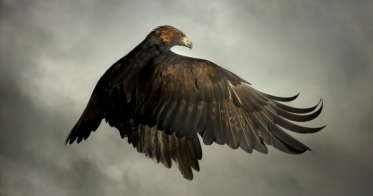 Stunning Portraits Capture the Power and Beauty of Raptor Birds in ...