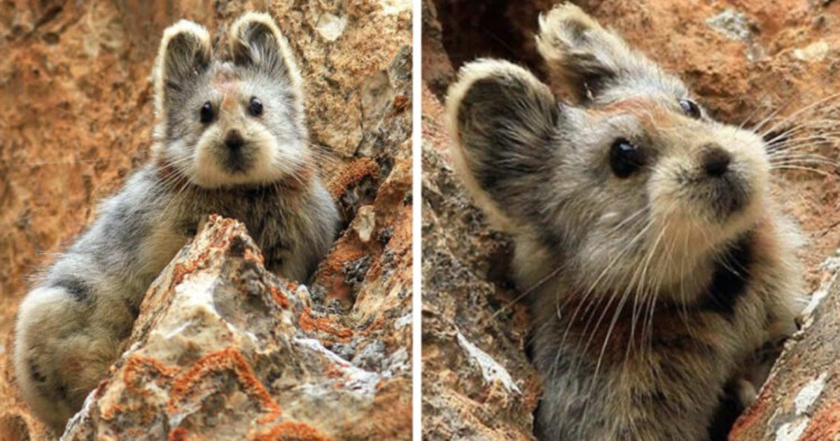 For the first time in 20 years, a cute uncommon species known as the ...