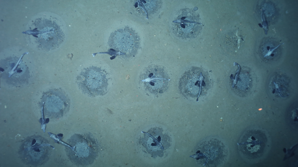 Nesting Fish Under Antarctic ice, the world's biggest collection of nesting fish may ...
