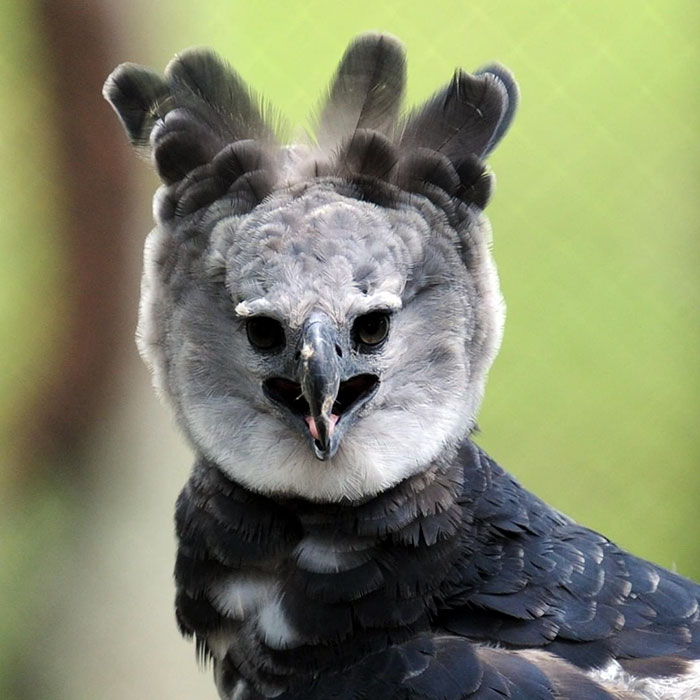 With A Wingspan Of 7 Feet, The Harpy Eagle Looks Like A Person Dressed Up  In A Bird Costume, by Mixviralposts, Science & Nature, Jan, 2024