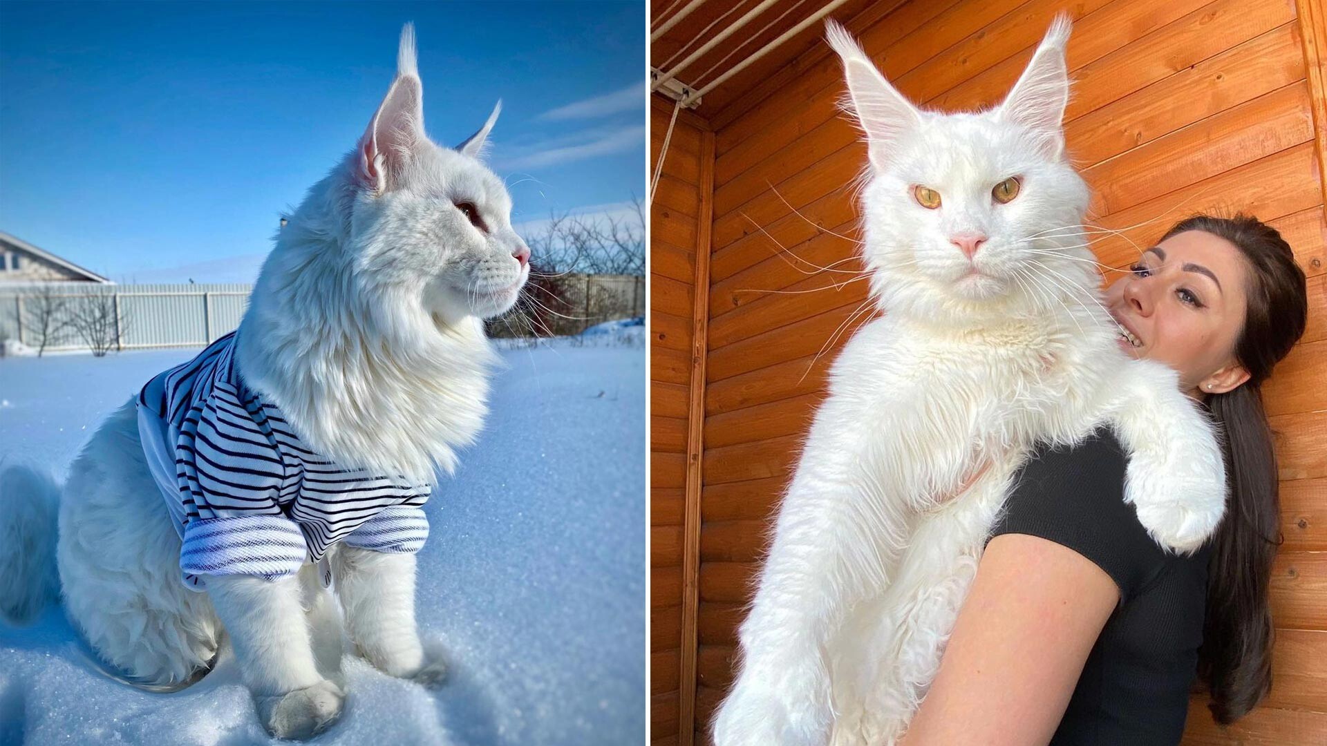 this-giant-maine-coon-cat-is-so-large-that-many-mistake-him-for-a-dog