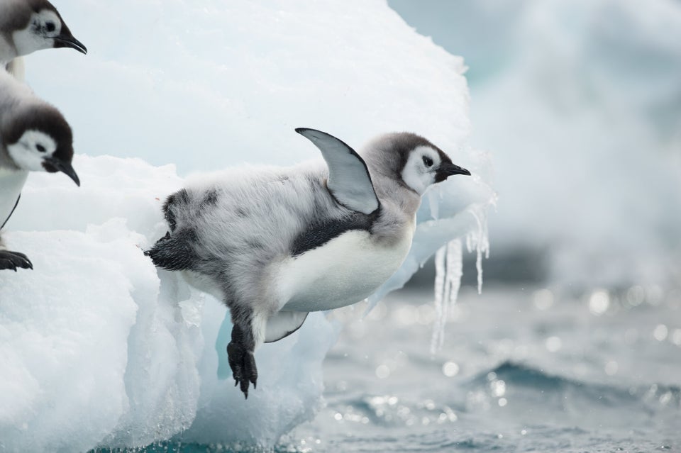 Scientists have figured out the key behind penguins' incredible ...