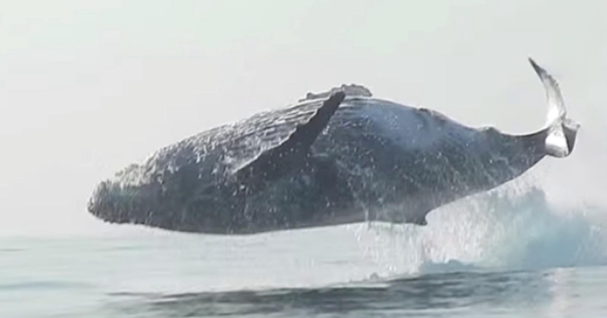 A massive 40-ton humpback whale was captured on video leaping ...
