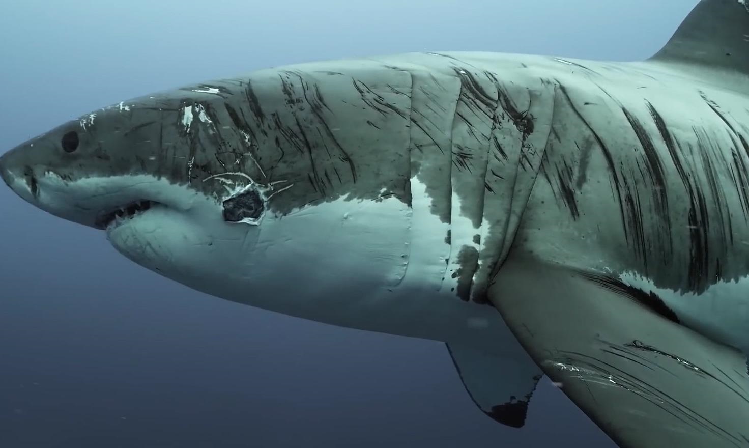 Incredible Footage Shows ‘World’s Most Battered’ Great White Shark