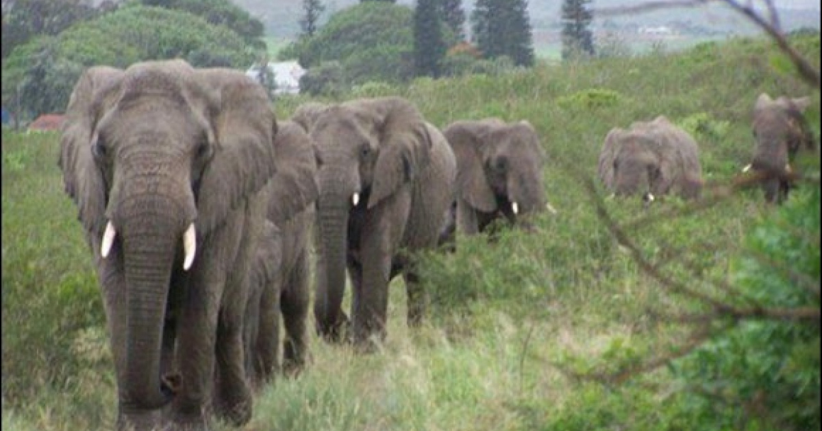 Elephant herds travel 12 hours to pay their respects to the human who