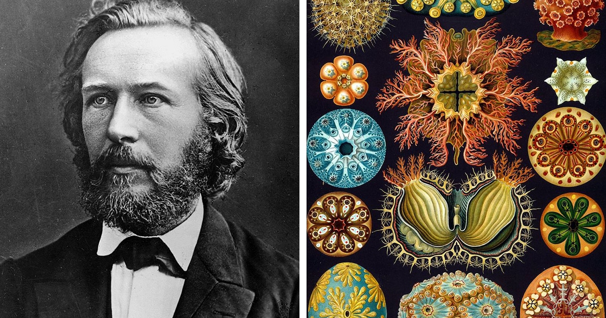 This Scientist Used to Illustrate His Microscopic Findings Before Macro ...