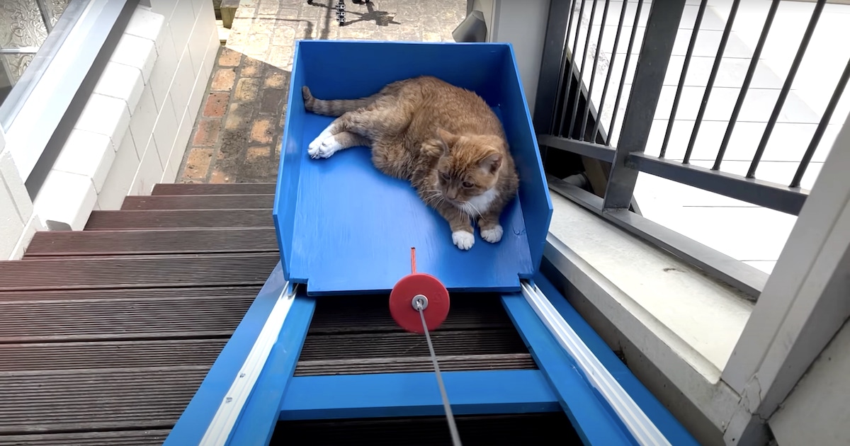 For his beloved 20yearold cat, a man builds a custom home elevator