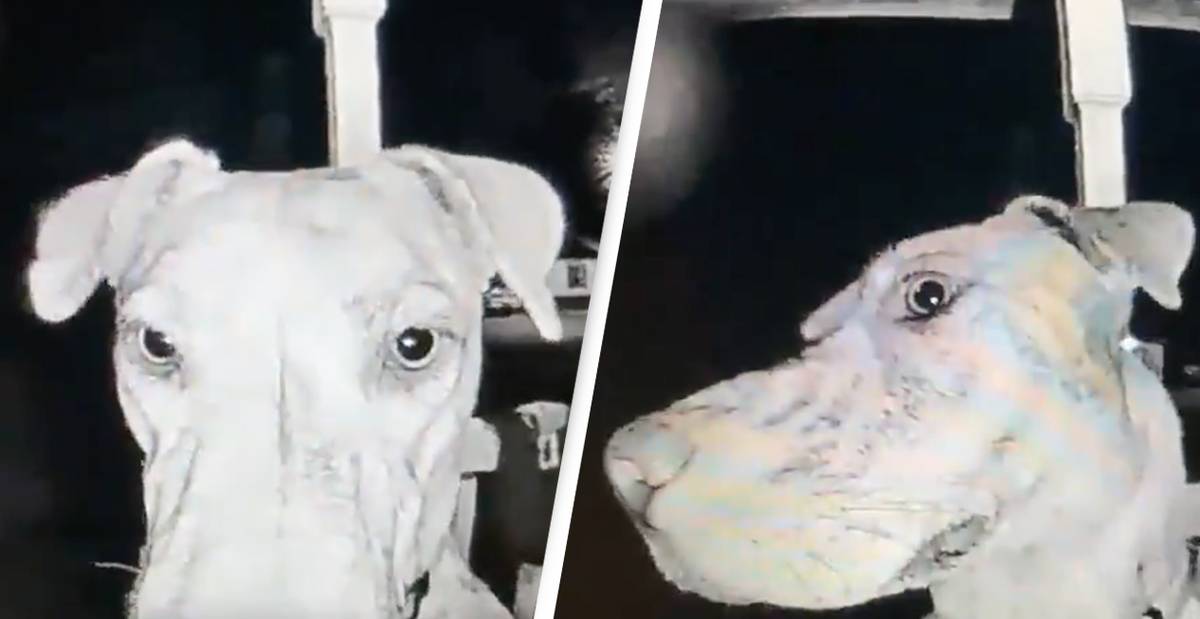 Watch how a missing dog comes home in the middle of the night by