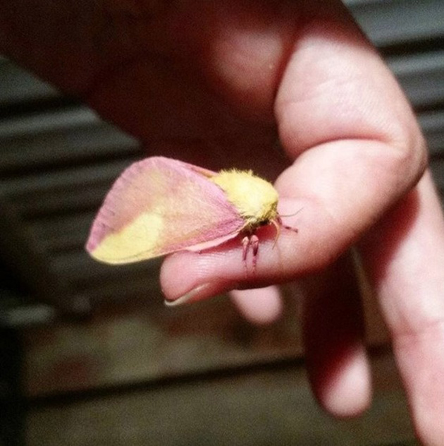 What Are Rosy Maple Moths? - Viral Pink and Yellow Moth Photo