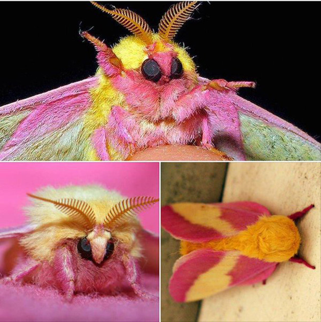 The rosy maple moth - Arkansas Natural Heritage Commission