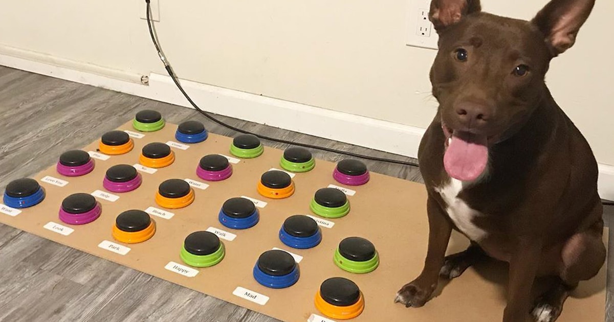 With the help of a custom soundboard created by her human, a dog learns ...