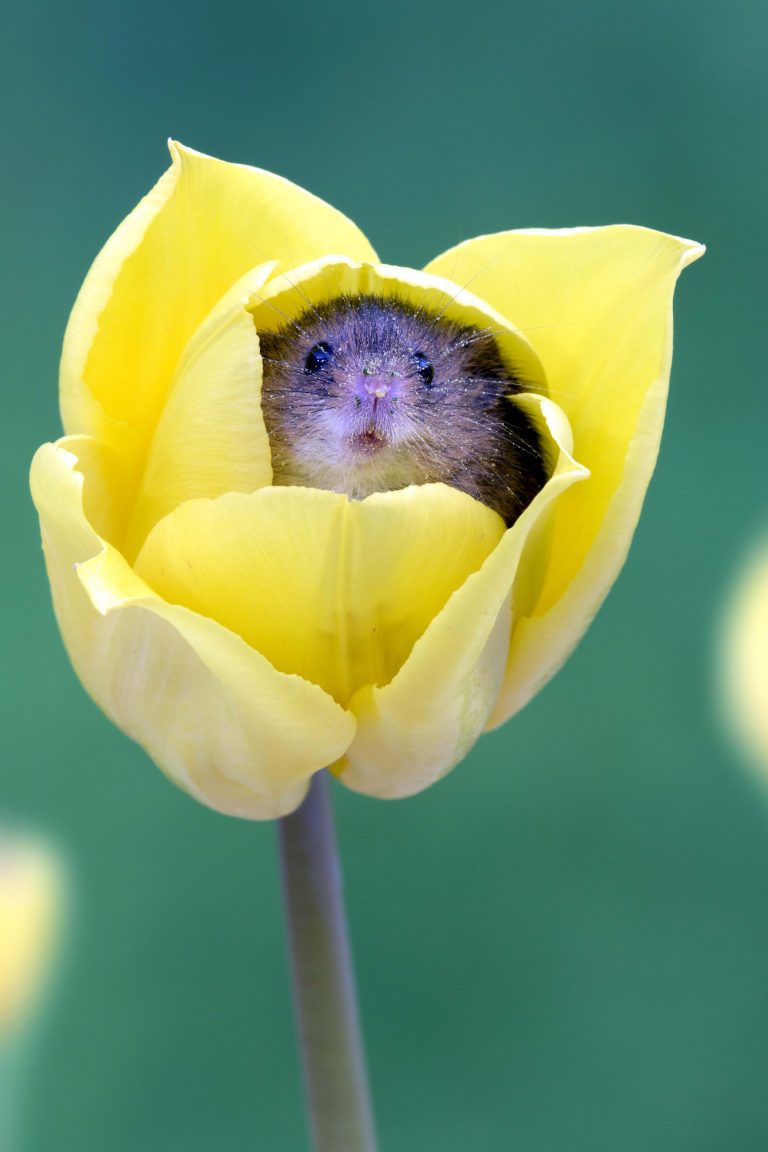 Harvest Mice Sleep In Tulip Petals In Flower Beds Hasan Jasim