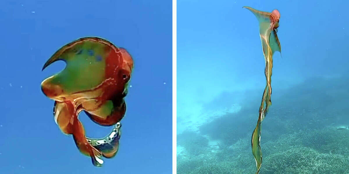 Divers Capture Spectacular Encounter With Extremely Rare Octopus