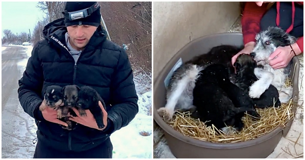A Brave Mother Dog Seeks For Help In Rescuing Her Babies From A Frozen ...