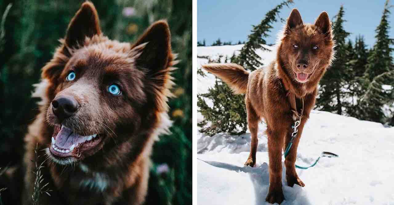 One of the most beautiful dogs on Instagram is this rare chocolate ...