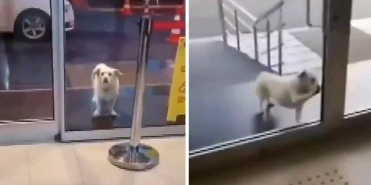 A Devoted Dog Waits For His Father Outside The Hospital For Days ...