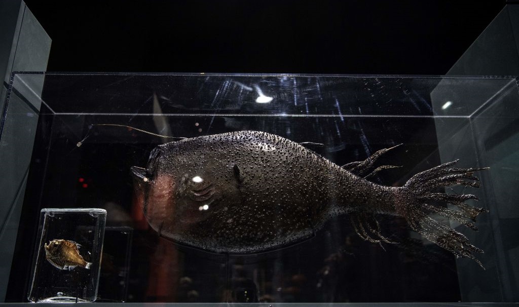 ‘Sea Monster’ Deep-Sea Anglerfish Species Discovered near San Diego ...