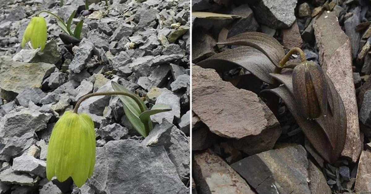 This Plant Hiding in Plain Sight Has Shocked Scientists and Supercharged a Hidden War