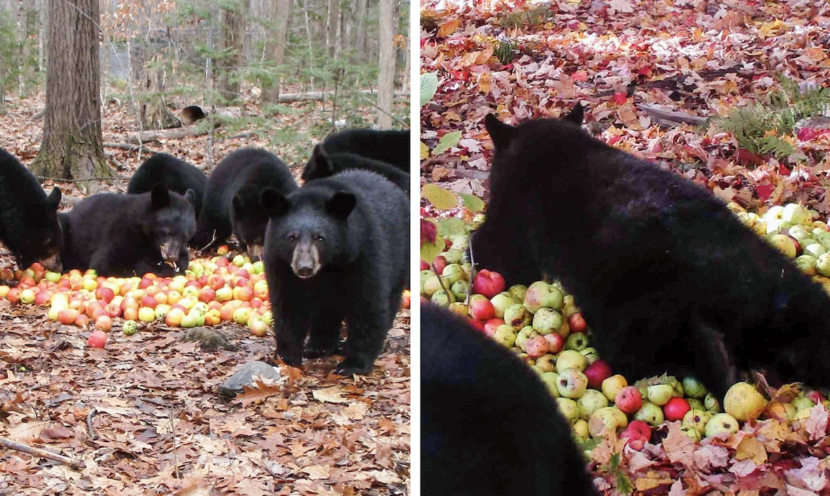 The Sounds These Bear Cubs Make While Eating Apples Are Hilarious