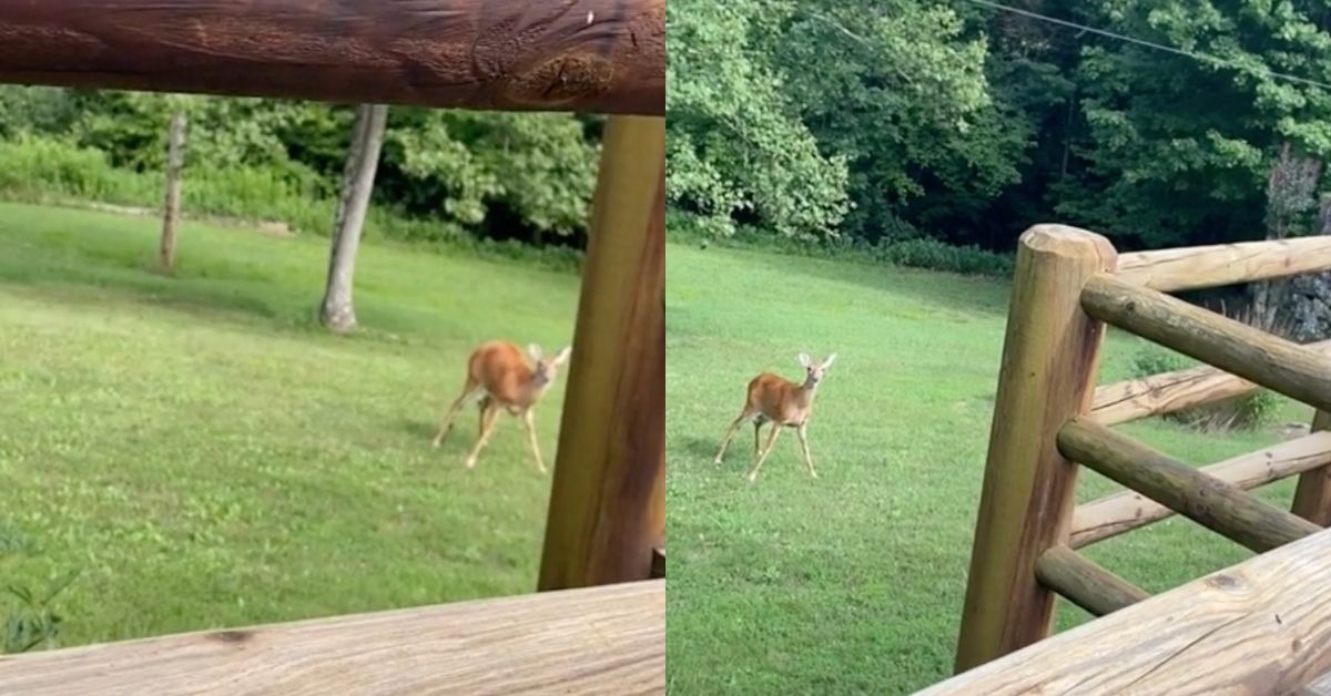 When Mama Deer Hears A Human Baby Crying, She Rushes To Help Hasan Jasim