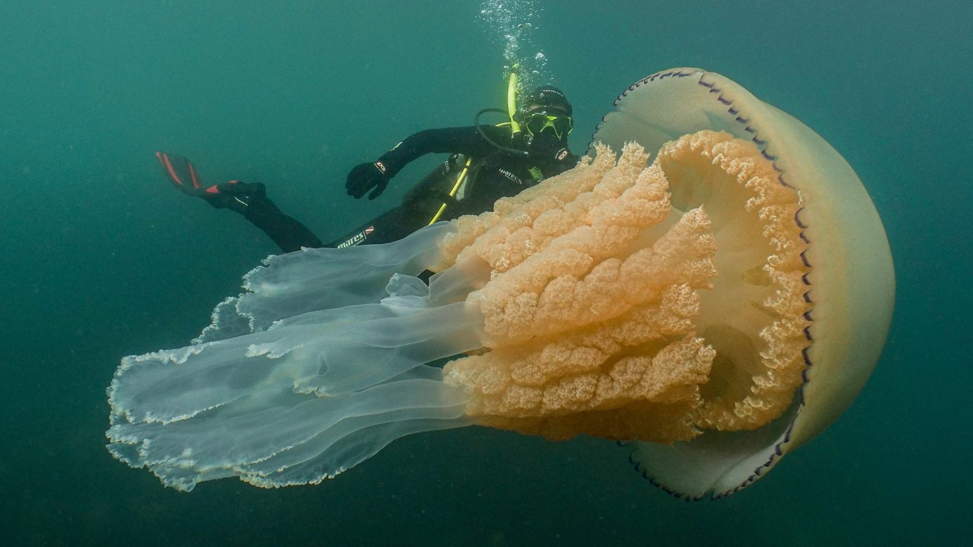 A Diver Comes Face to Face with a Massive Jellyfish off The Coast of ...