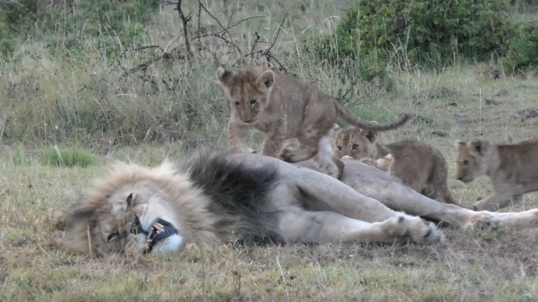 Despite His Roars, Adorable Lion Cubs Annoy Their Sleeping Father ...