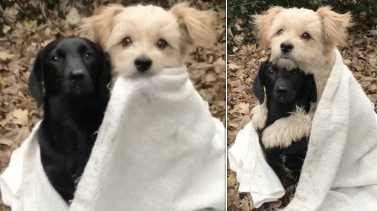 Adorable Little Rescue Dog Wraps His Arms Around His Best Friend as They Cuddle Hasan Jasim
