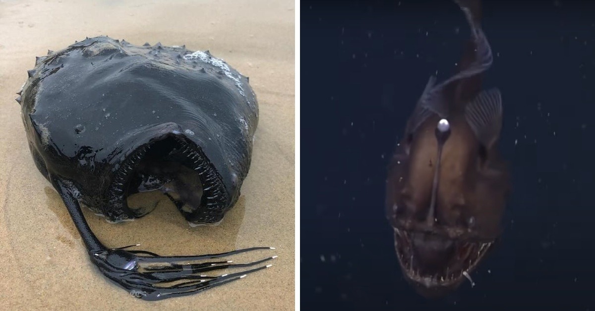 Watch the First-Ever Footage of an Anglerfish Like the One That Washed ...