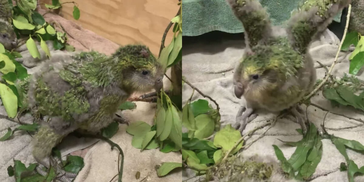 The Cutest Thing You’ll See Today Is These Baby ‘Moss Chickens ...