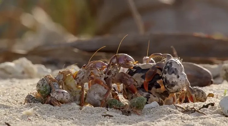 Hermit Crabs Form a Queue to Exchange Their Shells - Hasan Jasim