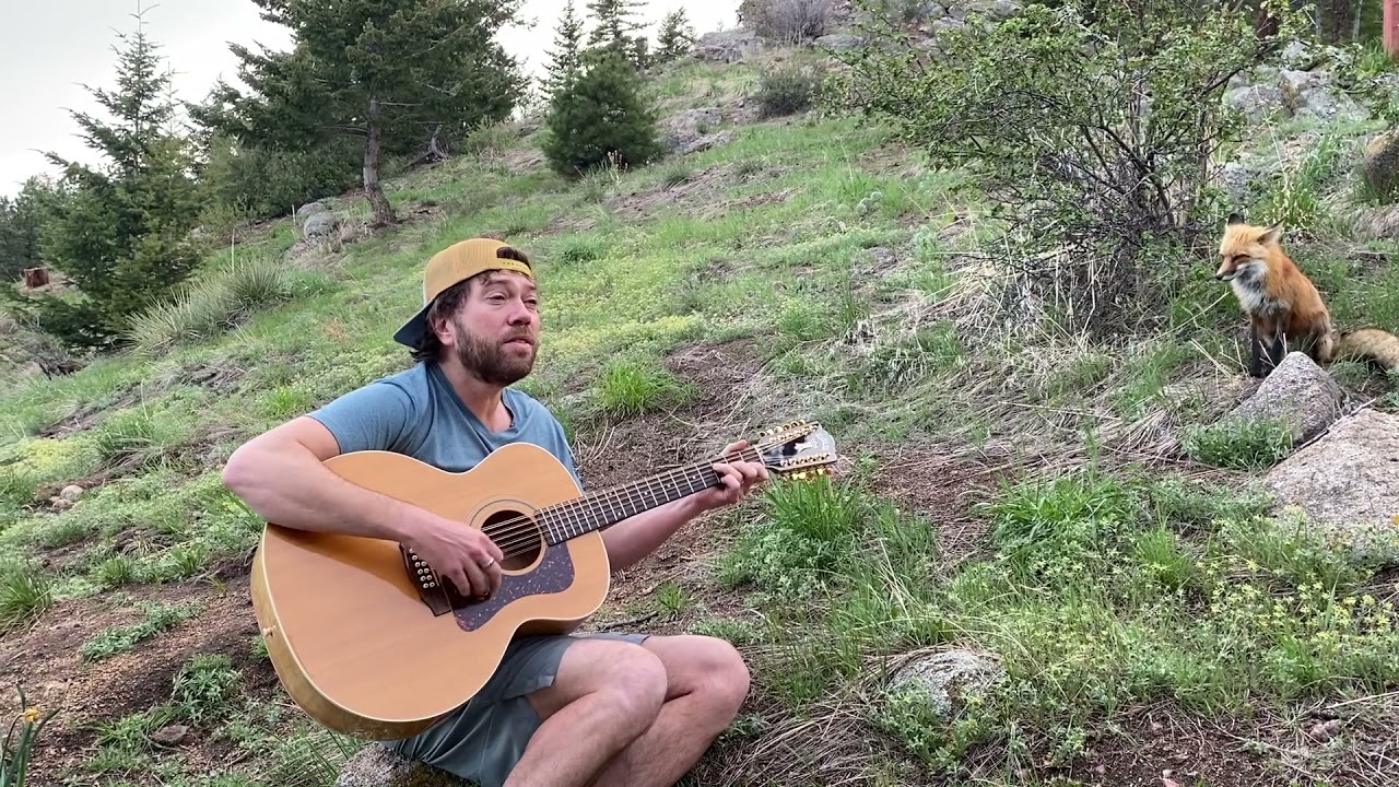 Wild Red Fox Returns After Months To Hear More Banjo Tunes Hasan Jasim