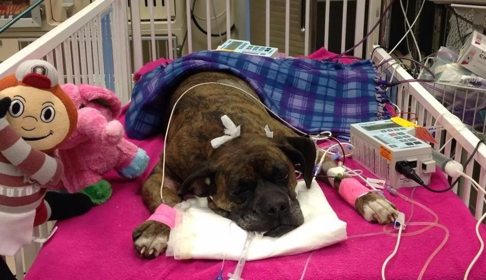 A Devoted Dog is in Critical Condition After Refusing to Leave Her