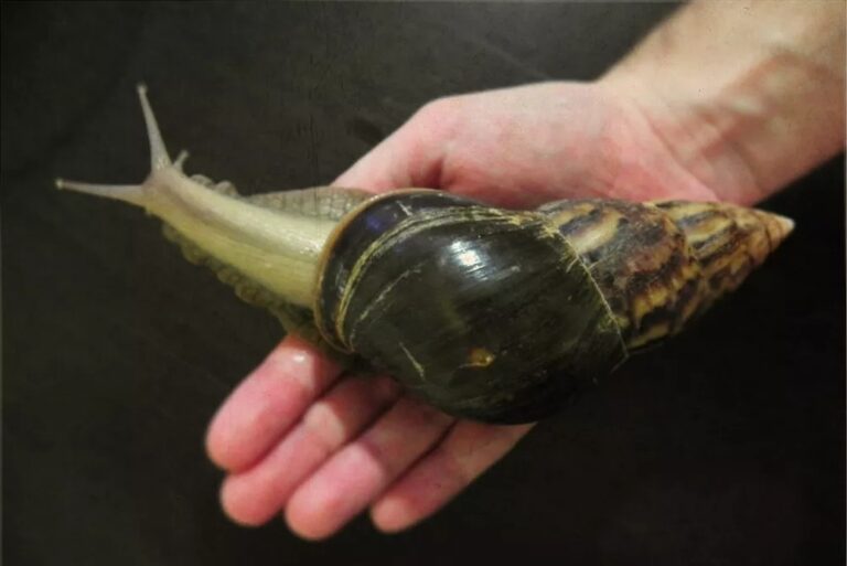The World’s Largest Snail May Grow to be as Long as a Human Arm Hasan