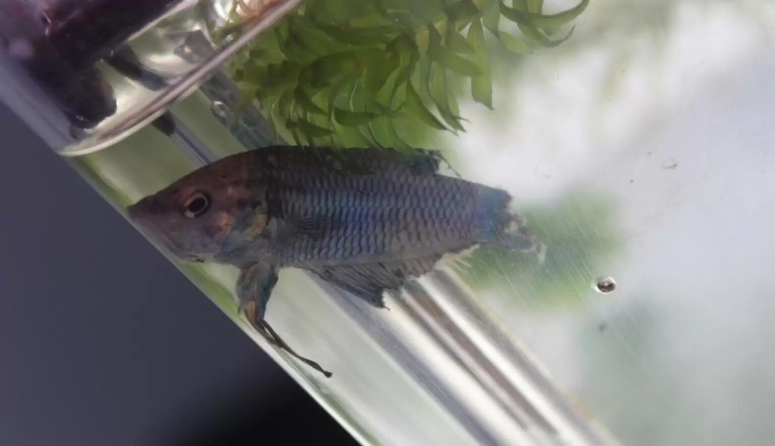 Hashan Fish A Woman Adopts a Half-Dead Fish and Completely Transforms Him - Hasan Jasim