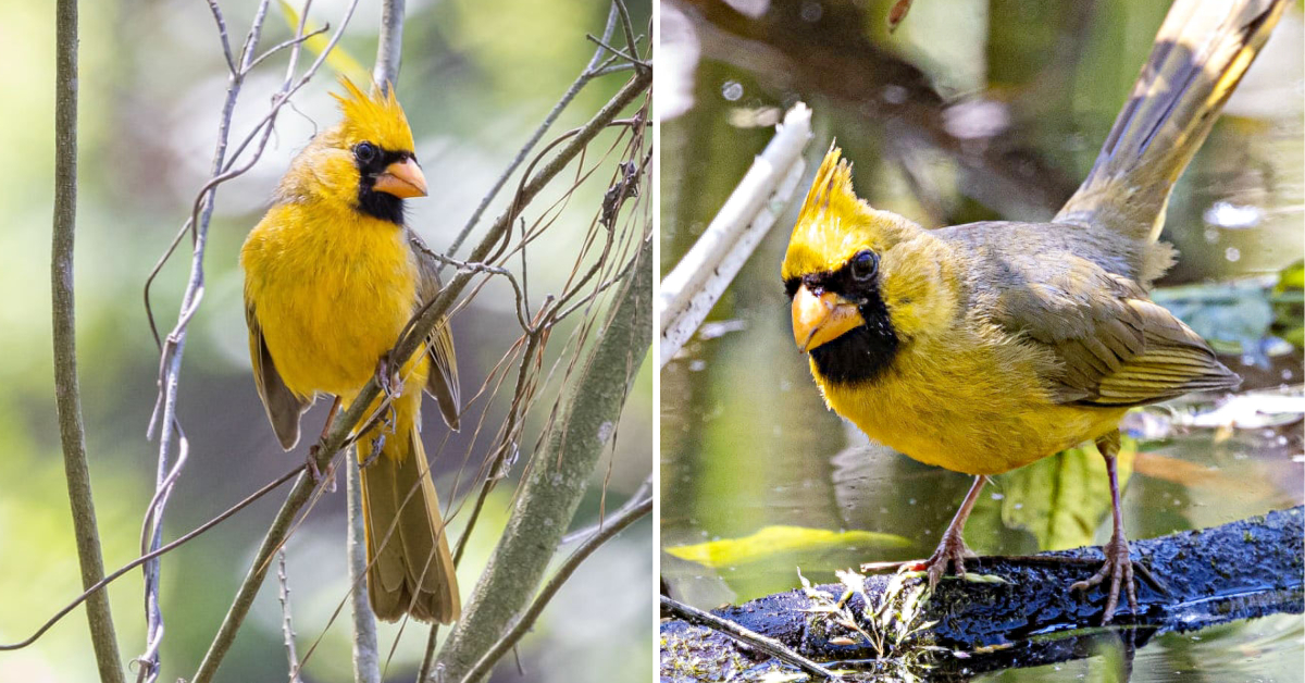 A ‘OneinaMillion’ Yellow Cardinal Has Been Seen in Florida Hasan Jasim