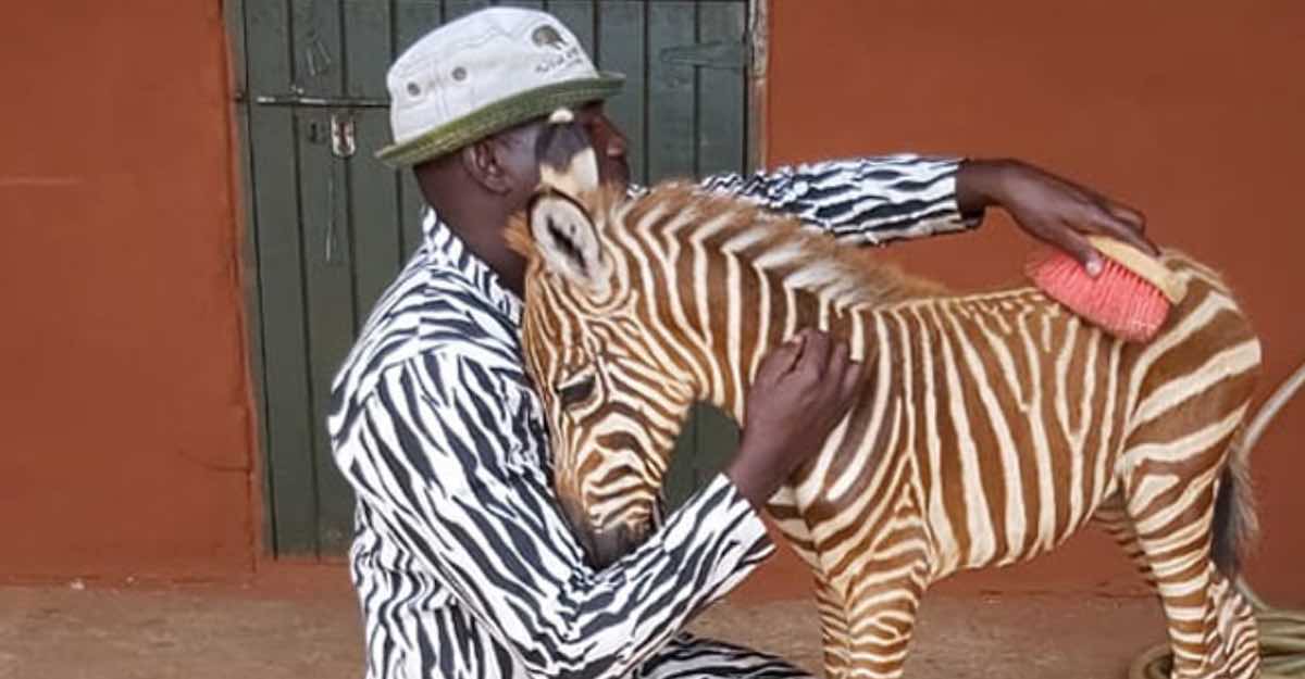 conservationists-wear-special-suits-to-care-for-baby-zebras-hasan-jasim