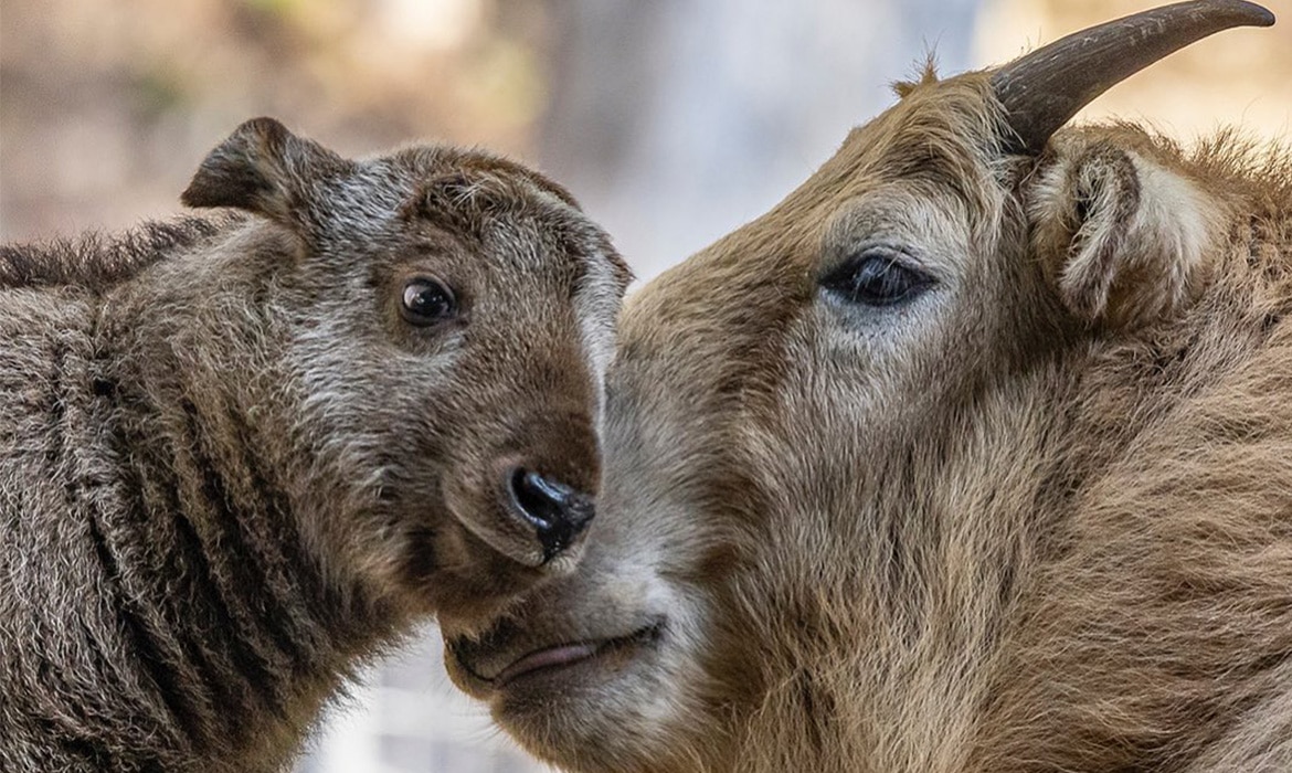 San Diego Zoo Celebrates the Birth of the Western Hemisphere’s First ...