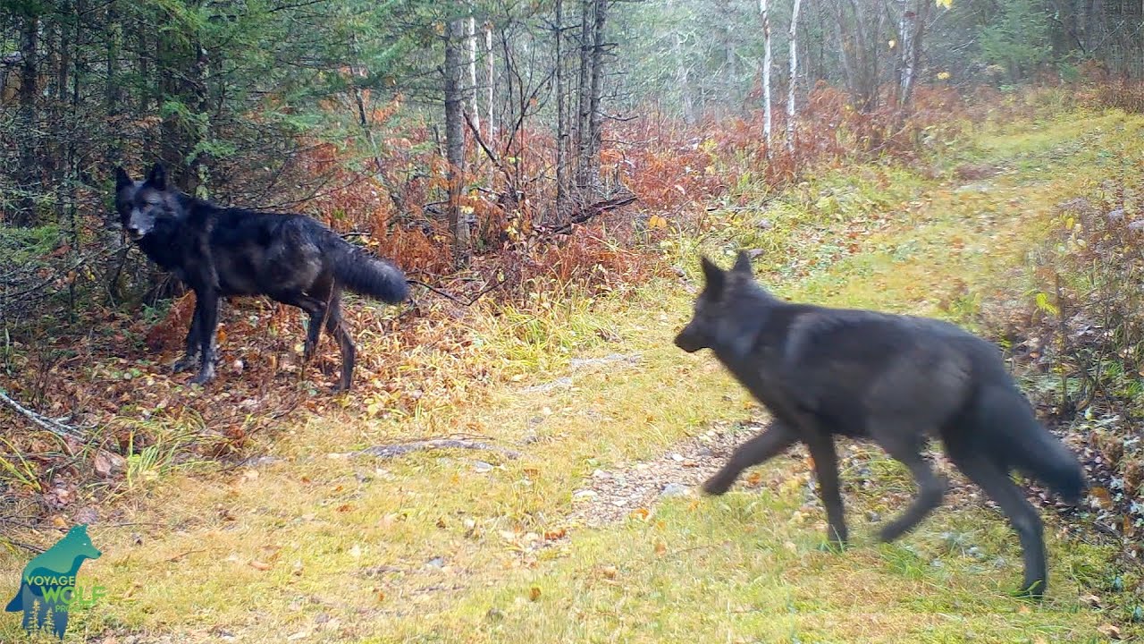 A Trail Cam Captures an Extremely Rare Pack Of Black Wolves In ...
