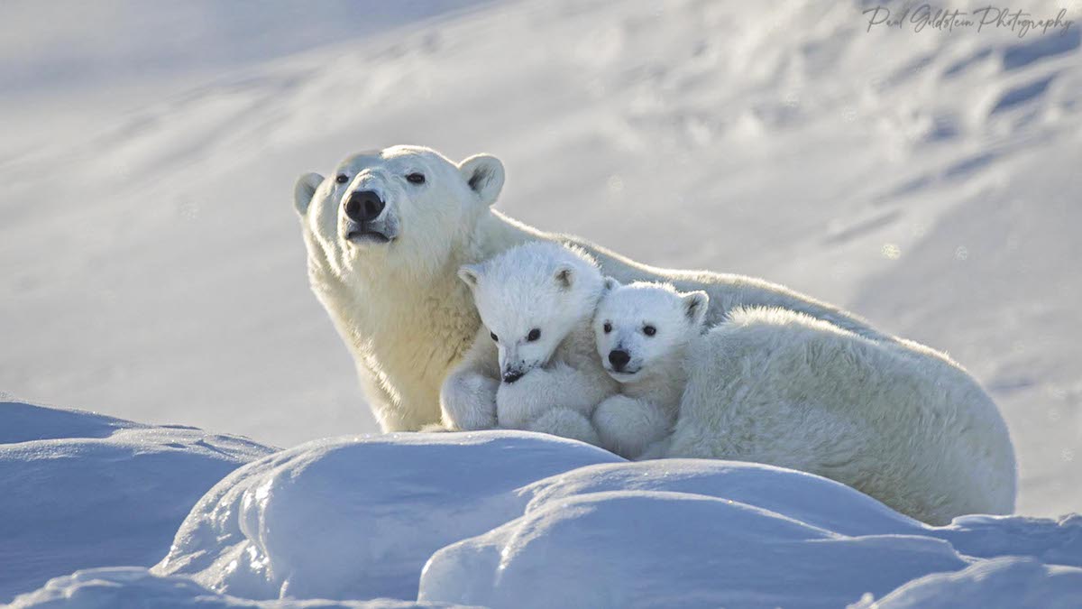 Intimate Moments Between Mama Polar Bear and Her Cubs Captured by
