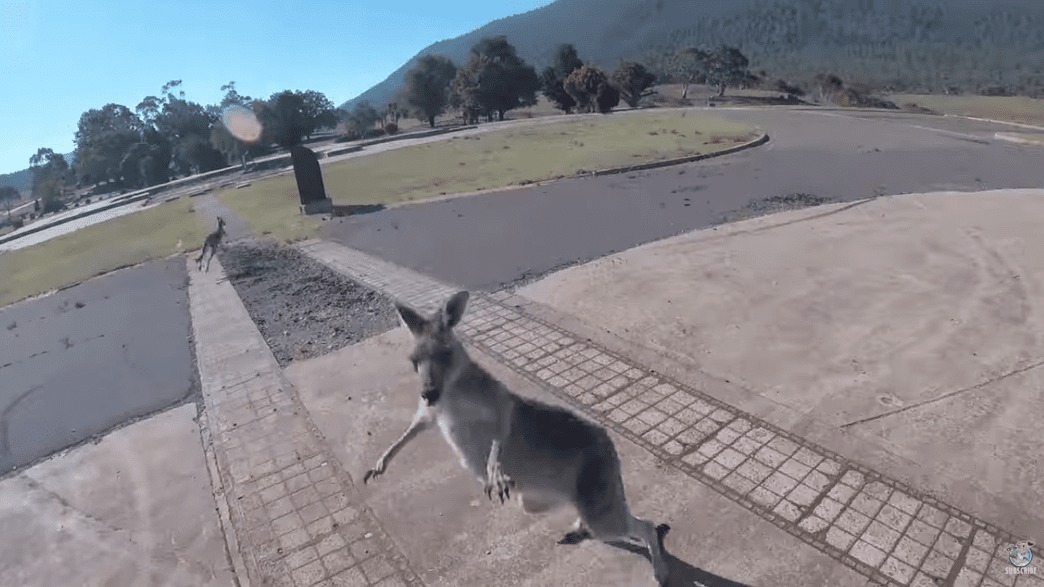 A kangaroo Kicks A Paraglider Landing In The Face, And It’s All Caught On Camera Hasan Jasim