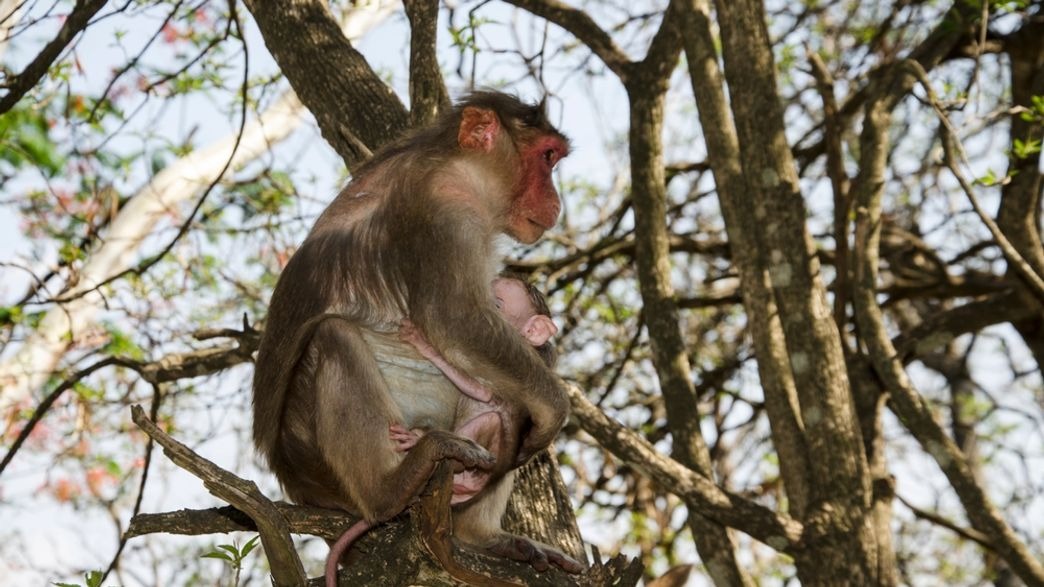 In “Revenge,” Monkeys Massacre “200 Puppies” After Dogs Allegedly Kill An Infant Monkey Hasan