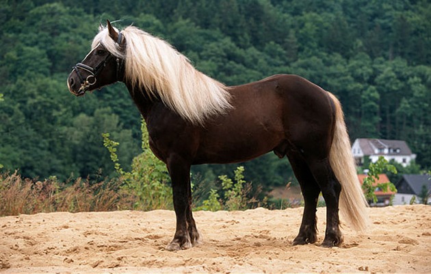 Meet The Stunning And Endangered German Black Forest Horses Hasan Jasim