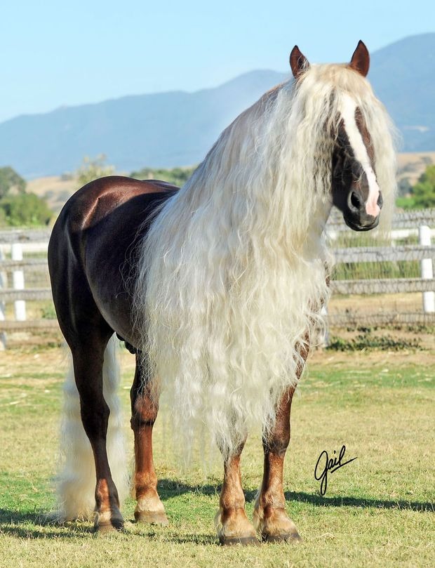 Meet The Stunning And Endangered German Black Forest Horses Hasan Jasim
