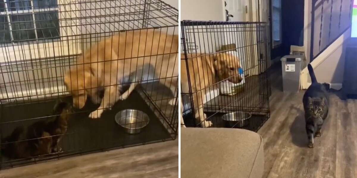 Clever Cat Tricks Dog Into Crate So He Can Have Some Alone Time Hasan