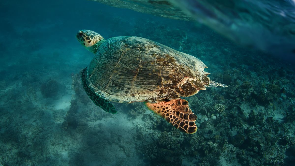 Some Turtles Age So Slowly That They Don’t Appear To Age At All - Hasan ...