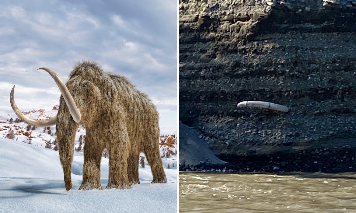 Unexpectedly, a Woolly Mammoth Tusk is Discovered Protruding From The